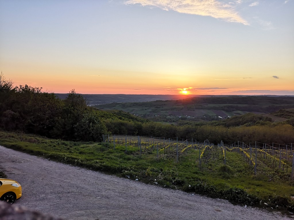 Wine field @ Dragasani