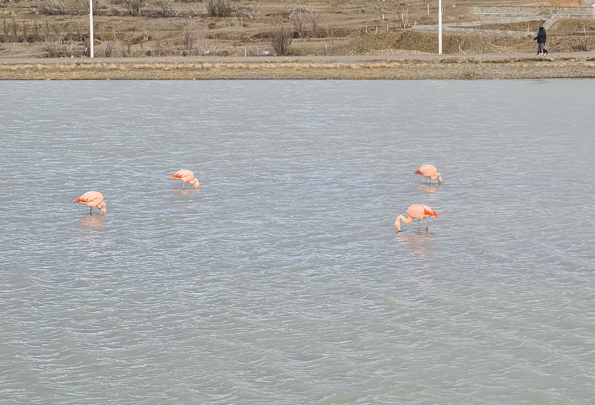 Flamingos on a lake, Rio Gallegos