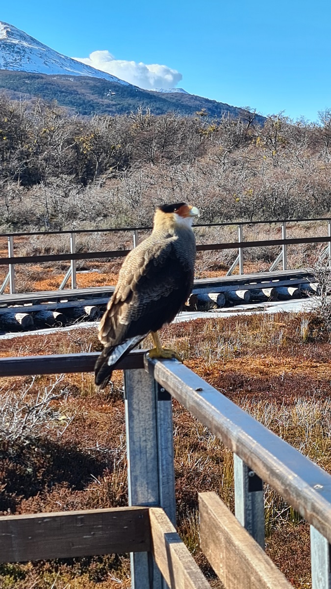 "Carancho" - prey bird