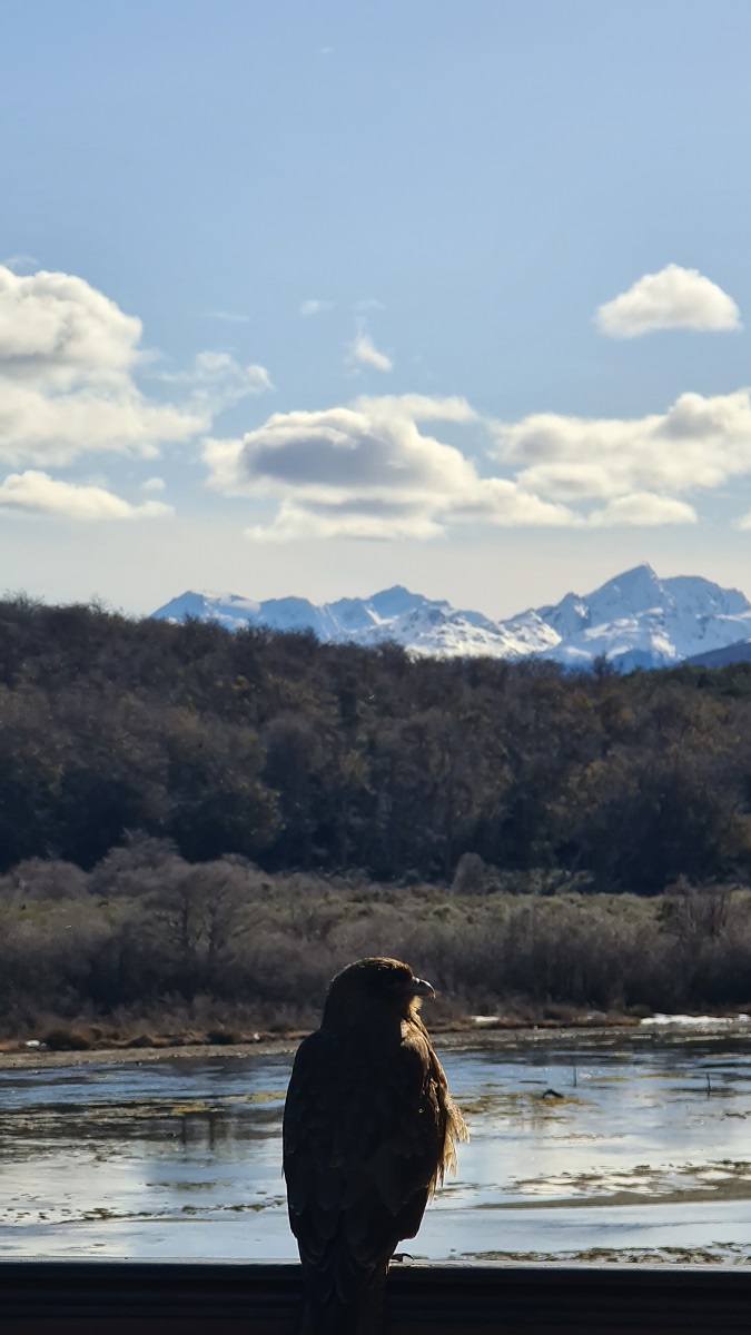 "Carancho" - prey bird