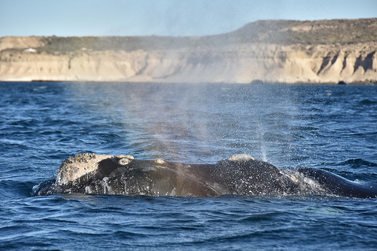 Whale watching, Puerto Piramides