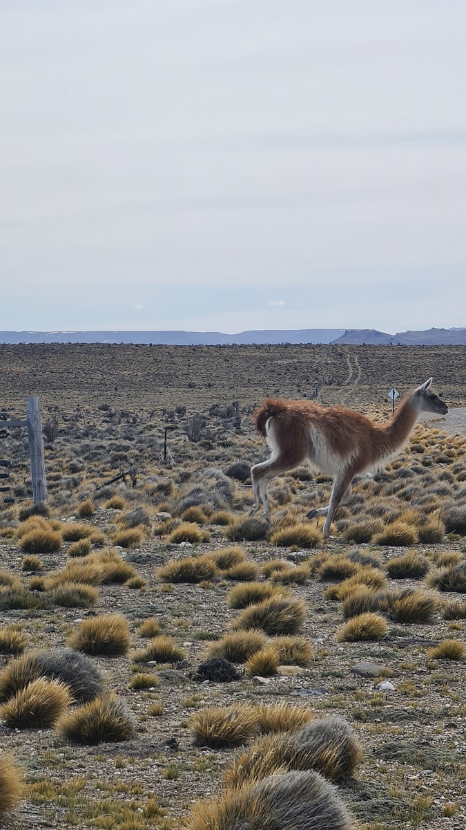 A guanaco